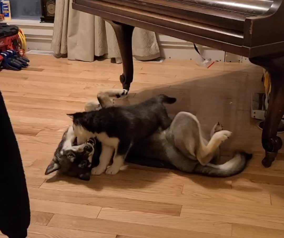 Tesla wants to play
