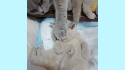 Mother cat and kitten have full-on conversation together
