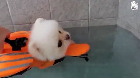 Cute puppy