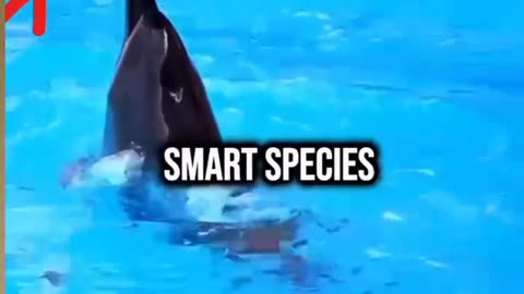 Go animals also have intelligence like humans