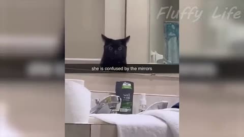 Funniest Cats Videos That Will Make You Laugh 😂 Best Funny Cats Videos Of 2023 😅😹