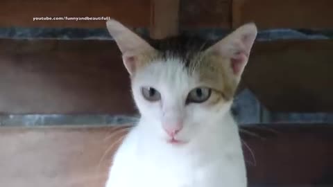 Fanny cat videos animal