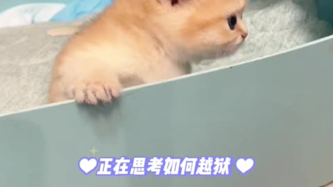 Kitten Invasion! Cuteness Overload That'll Make You Want to Adopt Them All