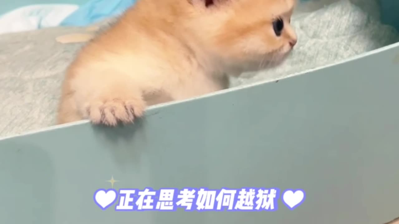 Kitten Invasion! Cuteness Overload That'll Make You Want to Adopt Them All
