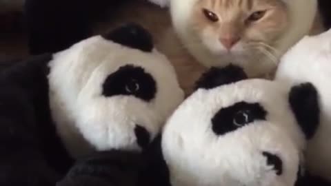 Aihao cat