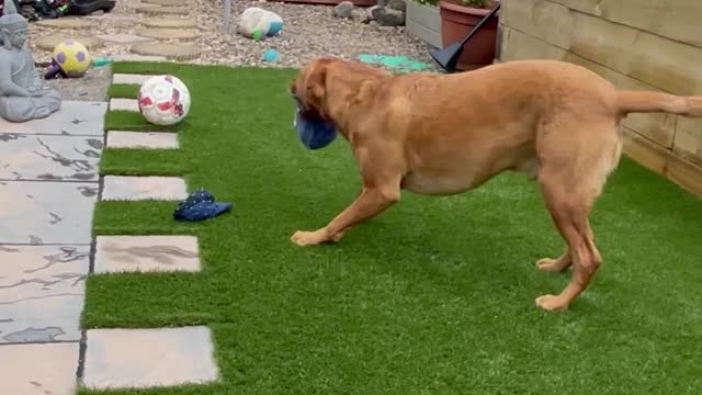 Labrador Sneakily Steals Dad's Hat