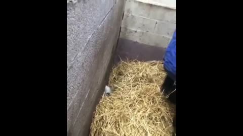 Cute And Funny Horse Videos Compilation cute moment of the horses - Funny Horses #1