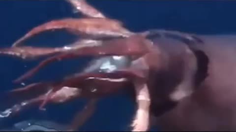 New Funny Animals, Funniest Cats and Dogs Videos 14