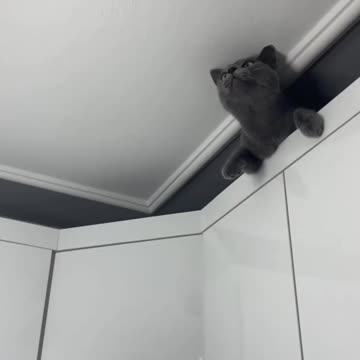 SupercatSupercat 👉🤣😂😅🐱