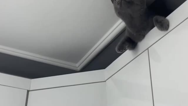 SupercatSupercat 👉🤣😂😅🐱