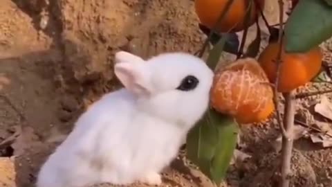 Best Animal funny videos of the year | 2023