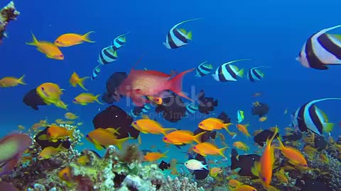 fishes