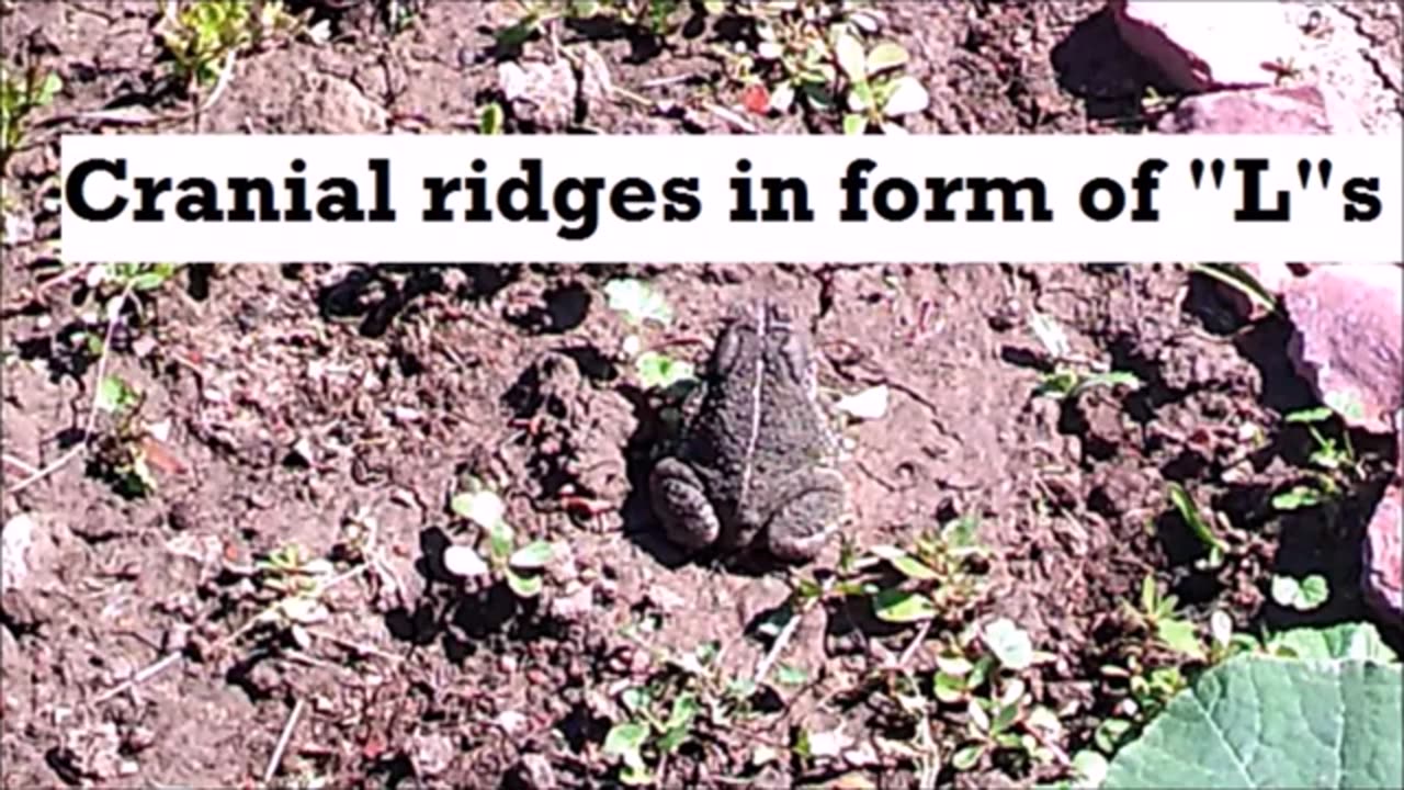 Squash Toad (Woodhouse's) - In Squash Garden, That Is. Big Bufo