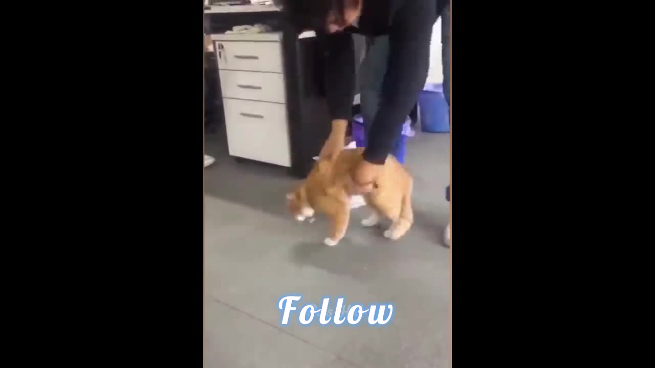 Funniest Dogs and Cats 😺🐶 Funny Animals 2023 😂 Part1