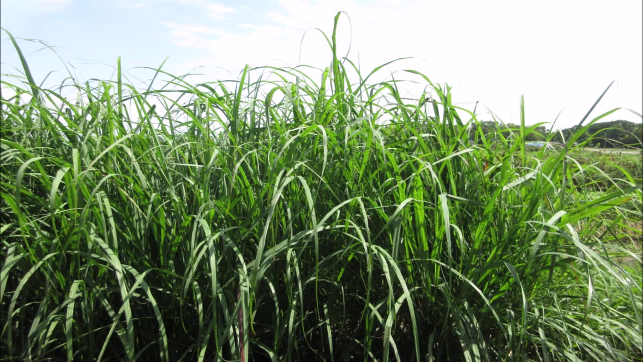Fresh, Lemony Aroma Lemongrass Sept 2022