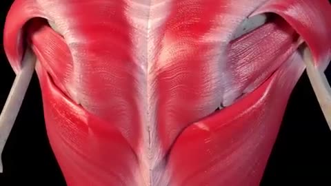 Complete Back Workout