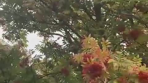 5G causes tree to stop giving fruits