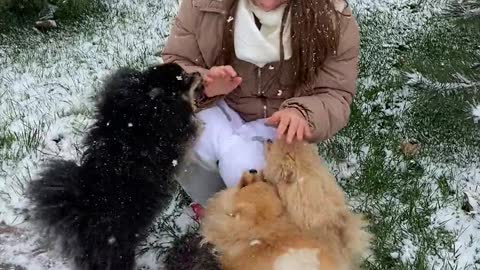 Cute dog and puppy training