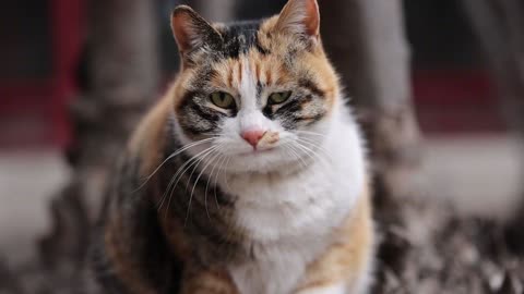 A pied cat who smirks at you