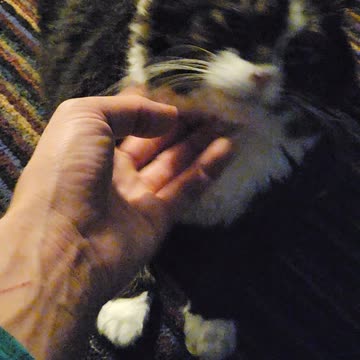 Cat begs for food gets scratches instead