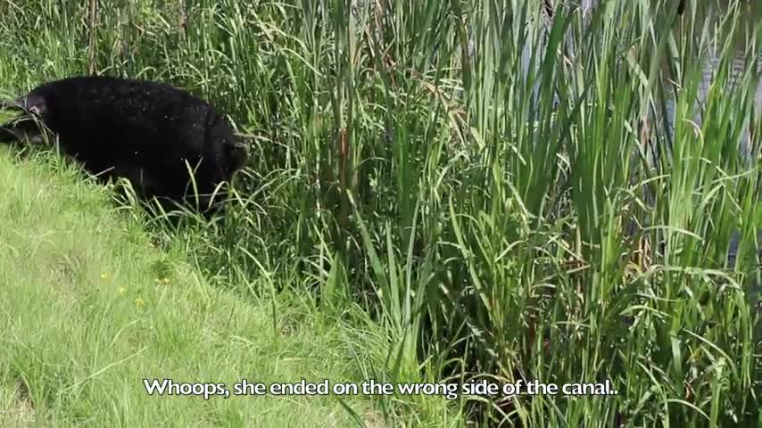 Cameraman loses control of swimming pig!
