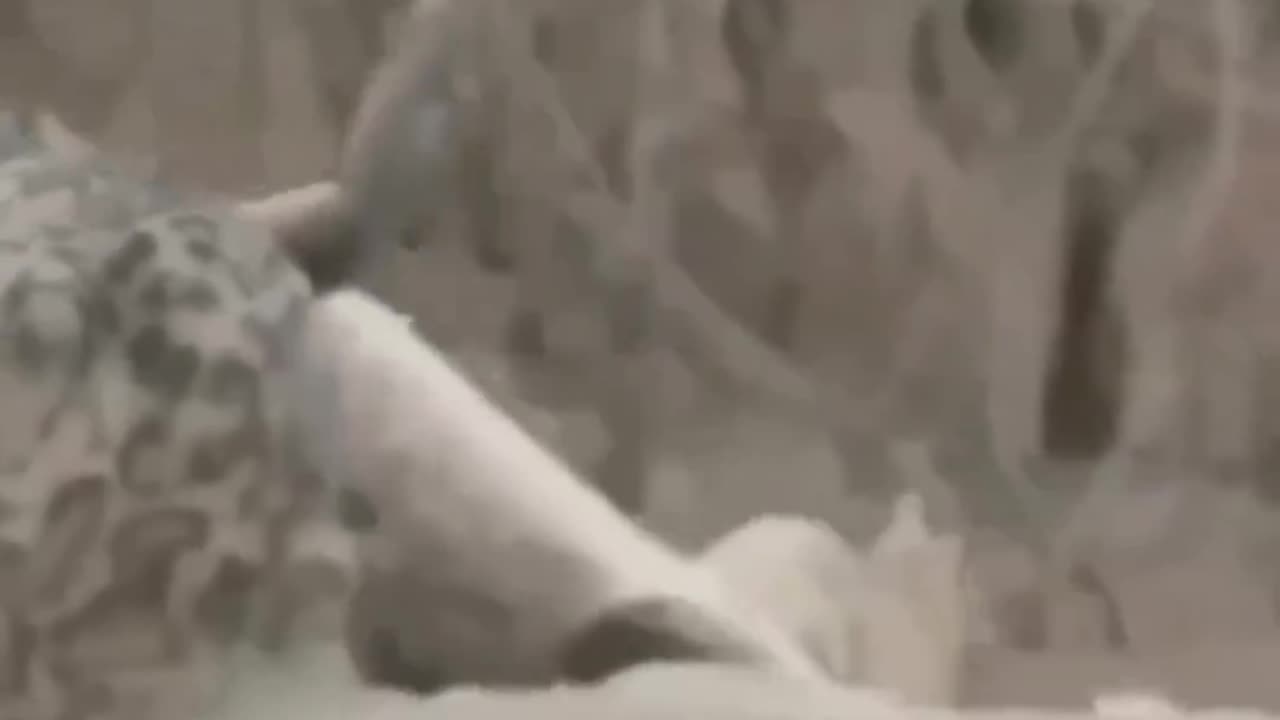 The hunter became Hunted