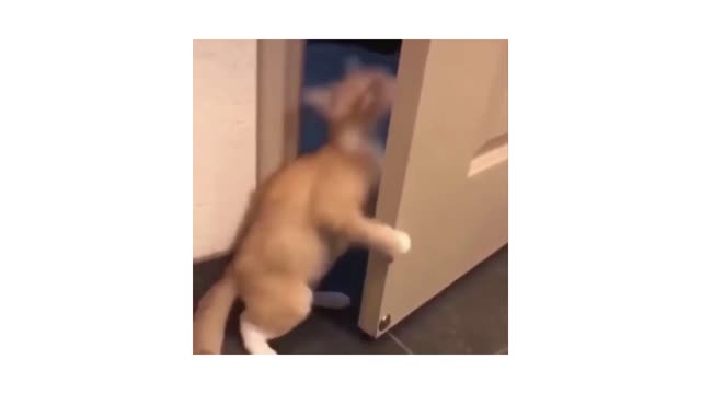 Funny Cats 😹 - Don't try to stop laughing 🤣 - Funniest Cat Ever