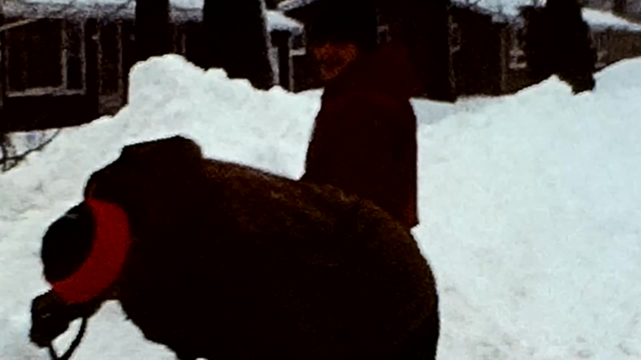 MASSIVE SNOW STORM AFTERMATH IN MICHIGAN 1970s? 8mm Family Home Movies #1