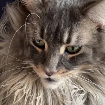 How to trim a Maine Coon cat’s nails? #shorts