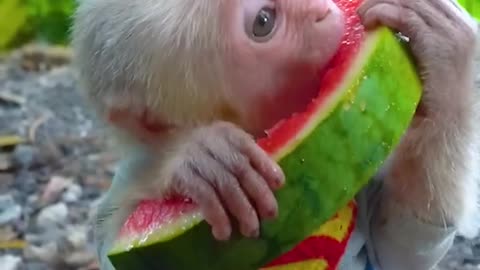 ChuChu Monkey Eating Food Cute