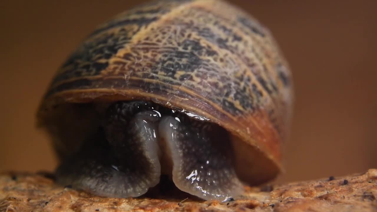 Garden Snail - such a wondrous creature. Fuji X-T200 and 7Artisans 60mm F2.8 Macro