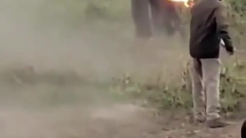 Netizens laud the bravery of the forest guard who chases an elephant that raided a crop field