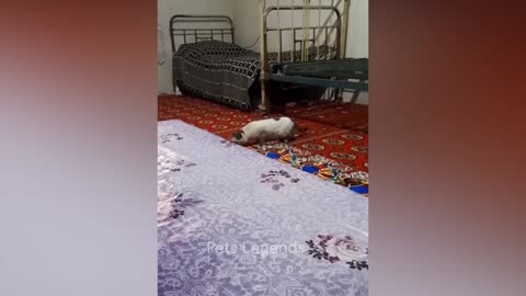 Funniest animals 2023 New Funny Cats and Dogs Part 2