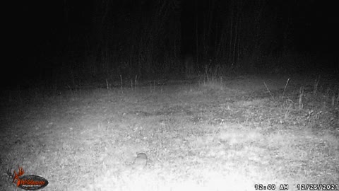 Owl might be sitting on a mouse