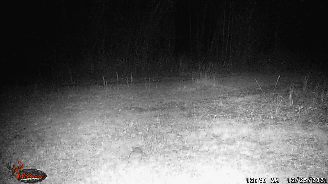 Owl might be sitting on a mouse
