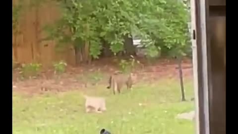 Animal funny videos lion King funny