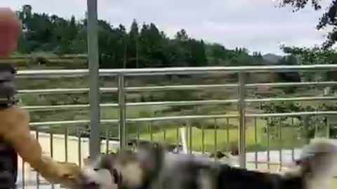 There is no such thing as bad dogs only bad owners