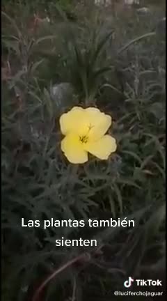 The sound frequency shifts our physical reality