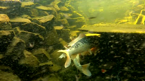 koi in winter