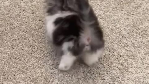 Cutest Baby Kittens