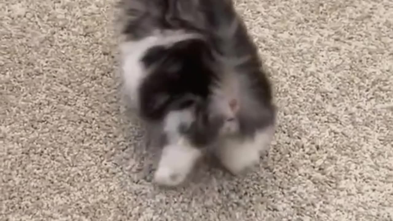Cutest Baby Kittens