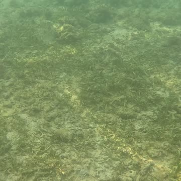 Snorkeling Adventures Philippines. Shallow water just near the beach but still so much life!! 🐡🐠🐟