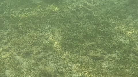 Snorkeling Adventures Philippines. Shallow water just near the beach but still so much life!! 🐡🐠🐟