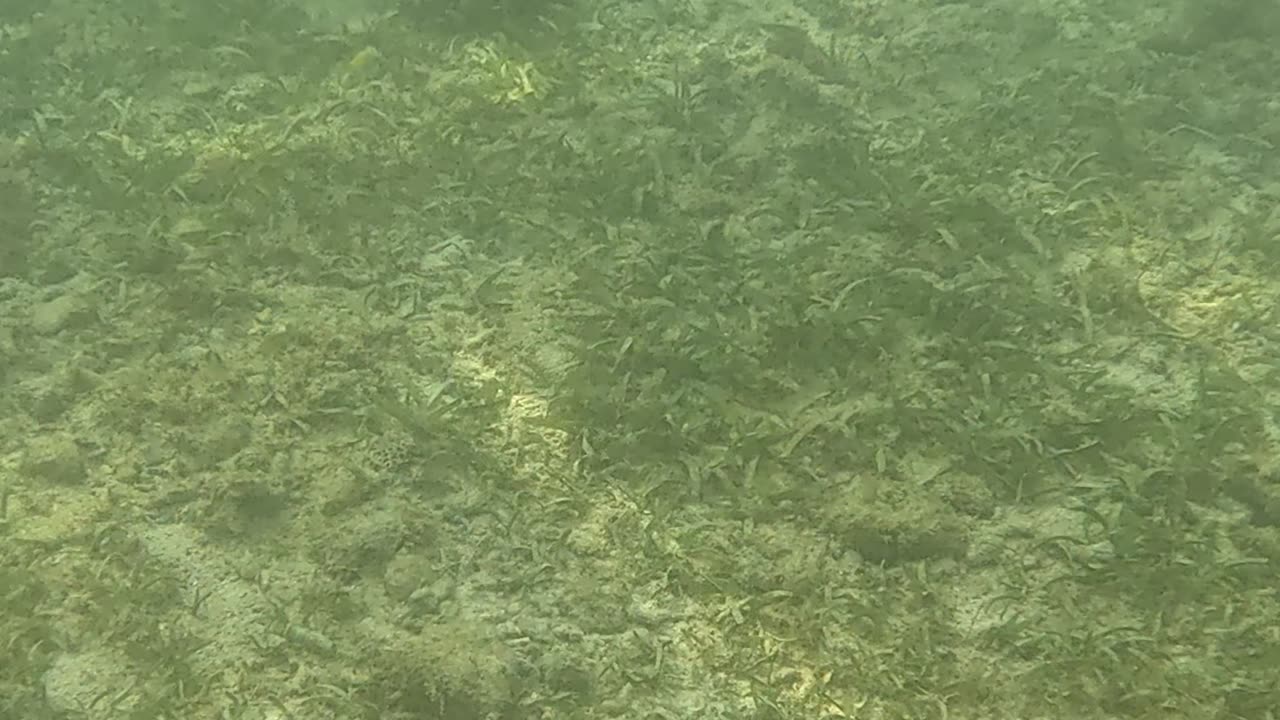 Snorkeling Adventures Philippines. Shallow water just near the beach but still so much life!! 🐡🐠🐟