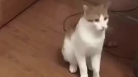 FUNNY ANIMALS VIDEOS TRY NOT TO LAUGH 🤣 | FUNNY CATS | FUNNY DOGS | CUTEST ANIMALS