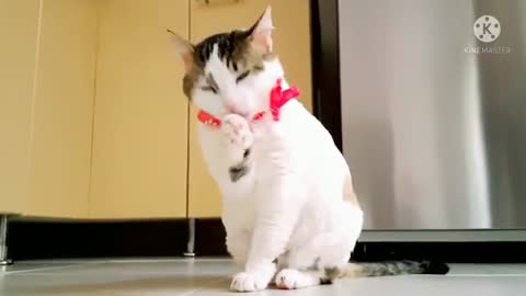 😎Funny Cats Videos 🐱🐾