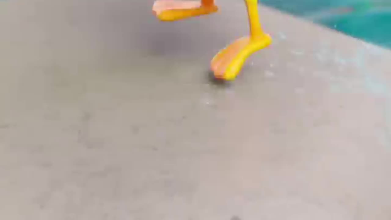Five Little Ducks