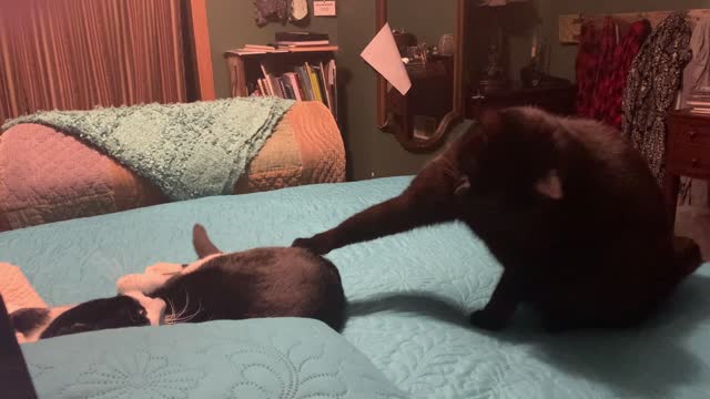 Sibling Spat