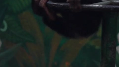 orangutans