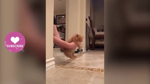 OMG! Ghost Cat 😻 Funny And Cute Cats Compilation - Animals lover Video 2021